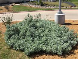 Image result for Artemisia sp.no.1
