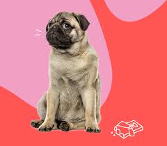 Pet plan pet insurance phone number. Petplan Pet Insurance World S 1 Pet Insurance For Dogs Cats