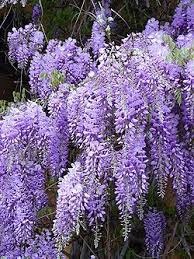 Wisteria Also Spelled Wistaria Or Wysteria Is A Genus Of Flowering Plants In The Pea Family Fabaceae That Inc Wisteria Plant Purple Wisteria Fragrant Plant