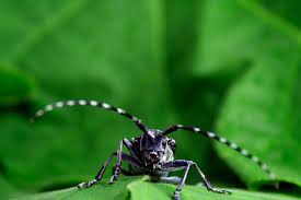 Black And Yellow Longhorn Beetle Poisonous Asian Longhorned Beetles Space For Life