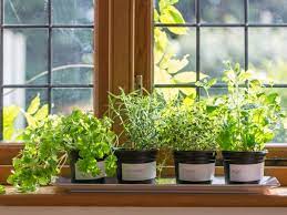 Floor to ceiling window screens bring abundant daylight into a gym room in the ladies fitness center, the center's minimal aesthetic is floor to ceiling windows in a white, brass and marble kitchen. How To Plant A Windowsill Herb Garden How Tos Diy