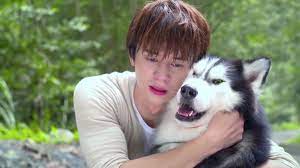 #狼王子 #防疫在家也要看 #princeofwolf ⚠️ #stayhomeandbingetheshowfor eng sub, please turn on the cc6歲的小澤明，聰明活潑童言童語，在露營時意外與家人走散，迷途中意外救了母狼，從此便與. Prince Of Wolf Ep 18 Final Episode Dramachaser