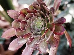 The best succulents with purple flowers are ceropegia woodii 'chain of hearts', echeveria perle von nurnberg, delosperma cooperi, epiphyllum purple haze, oscularia deloites. Desert Purple Cactus Flower Succulent Escheveria Nature Outdoor Arizona Dry Pxfuel