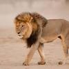 Keep reading and find out just how fascinating africa's wildlife. Https Encrypted Tbn0 Gstatic Com Images Q Tbn And9gcqgx6ihdjrz4gkl5uzjq48pk0ecrn28seruigswafxm98qwsewd Usqp Cau
