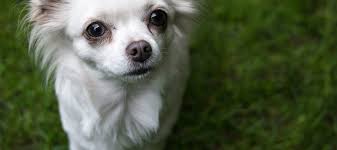 Was unter mischling allgemein verstanden ist, ist. Chihuahua Mischling Vertreibt Bar Und Rettet Sein Frauchen News Des Tages