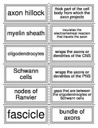 Flash Cards Covering The Nervous System Nursing School Prerequisites Medical Terminology Emt Study