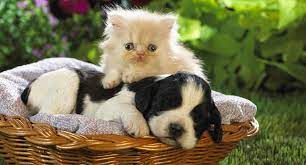 Have a look at some of the amazing and cute pictures of puppies and kittens that will surely melt your heart. Introducing Kittens Puppies Life With Cats