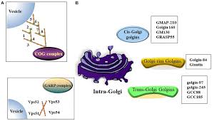 The reason for this is that the golgi apparatus receives protiens from the rough endoplasmic reticulum where it then modifies them. Frontiers Golgi Apparatus A Potential Therapeutic Target For Autophagy Associated Neurological Diseases Cell And Developmental Biology