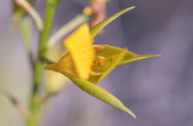 Image result for Orthochilus