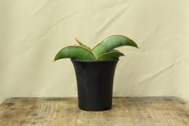 Image result for Stathmostelma fornicatum