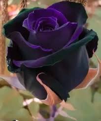 Black And Purple Roses Pin On Flowers