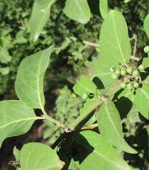 Image result for Psydrax livida