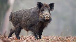 Wild boar crashes canteen in china. 24 Stone Wild Boar In Scotland Accused Of Killing Sheep Farmers Weekly