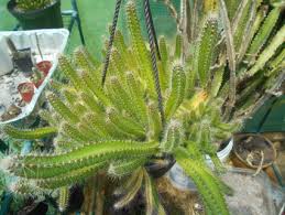 Cactus fertilizer differs from other set your golden barrel cactus outside, or in a window that receives full sun. Free Dog Tail Cactus 3 Cuttings Gin Gets A Lot Of Bonus Cuttings Live Plants Listia Com Auctions For Free Stuff