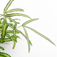 Image result for Pteris cretica