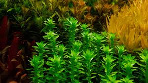 Image result for Floscopa tuberculata