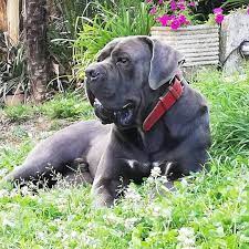 Cuccioli da 2 a 3 mesi riceveranno da 150 a 200 grammi al giorno suddivisi in 4 razioni diarie. Alimentazione Cane Corso Allevamento Cane Corso Italiano Dei Legionari Arditi Torino