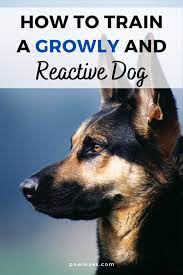 Maybe you would like to learn more about one of these? Training A Reactive Dog Reactive Dog Socializing Dogs Agressive Dog
