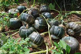 We did not find results for: Growing Squash How To Grow Squash Planting Squash