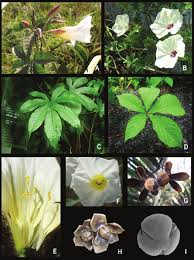 Image result for Merremia pterygocaulos