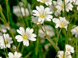 Grass flowers are, in fact, so specialized and different from other flowers that they have grass bracts and other flower parts bear a host of delicious names: Identifying And Controlling Common Lawn Weeds Lovethegarden