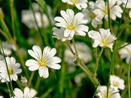 If you're looking for a tree or shrub that produces white flowers, check out one of these 11 lovely species. Identifying And Controlling Common Lawn Weeds Lovethegarden