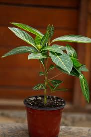 Image result for Sanchezia