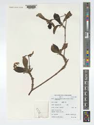 Image result for Leptactina arborescens