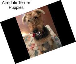 Preparing to bring your airedale home. Airedale Terrier Terriers For Sale In Orlando Agriseek Com