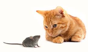Learn what keeps mice away. Do Cats Keep Mice Away