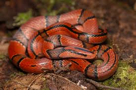 Image result for Rinorea laurentii