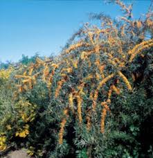 Image result for Hippocratea buchananii