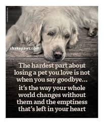 Pin By Joanne Picca On Inspirational Health Dog Quotes Dog Poems Dog Loss Quotes