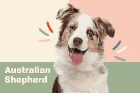 Should You Shave Your Dog In The Summer? - Pethelpful