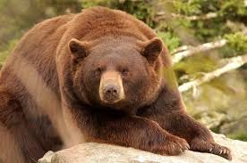 The Cinnamon Bear Ursus Americanus Cinnamomum Is A Color Phase Of The American Black Bear Native To Colorado New Me American Black Bear Bear Cinnamon Bears