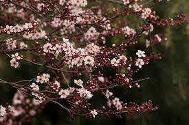 Large, white flower clusters are attractive and are followed by long, hanging seed pods. Flowering Trees For Spring Hgtv