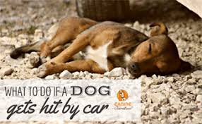My girlfriend decided, a year ago, that she had to adopt a dog. What To Do If Your Dog Gets Hit By A Car Caninejournal Com