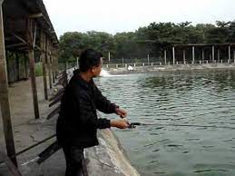 Jejak kolam ke lg kolam pancing air masin di batang kali, selangor aktiviti dilakukan dengan kerjasama kelab di sebuah organisasi bagi memenuhi kalendar. Siakap Merah Kolam Gemuk Sek 33 Wmv Youtube