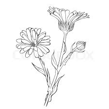 Kontur Umriss Entwurf Stock Vektor Colourbox Flower Drawing Flower Line Drawings Drawings