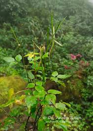 Image result for Cardamine africana