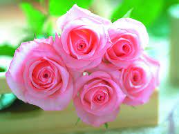 Pink Rose Wallpaper Hd 3d Here are only the best red rose wallpapers. pink rose wallpaper hd 3d