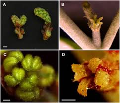 Mistura timepieces, best handmade wooden watches for men and women online. Role Of Floral Organ Identity Genes In The Development Of Unisexual Flowers Of Quercus Suber L Scientific Reports