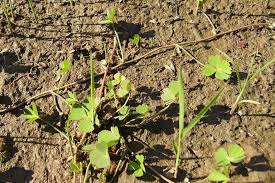 Image result for Marsilea minuta