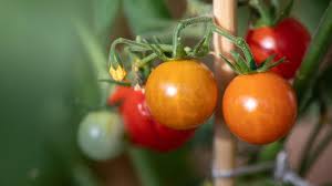 Da tomaten frühestens ab mitte mai ins freiland ausgepflanzt werden dürfen, kommen somit für die aussaat hinter glas entsprechend, wie tief muss man tomatensamen pflanzen?. Tomaten Pflanzen Mit Diesen Kleinen Tricks Klappt Es Garantiert Stern De