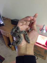 Their color pattern is often highly variable yet distinctive and many cultivar morphs ares available. I M Getting A Cay Caulker Boa Soon Caresheet