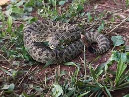 Just woke in the black hills. Rattlesnakes Might Be Changing In Black Hills Sdpb Radio