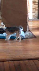 Li L Junebug Flips Out My Kinda Girl She Knows How To Entertain Herself Rescue Dogs Are The Best Rescue Dogs Dogs Animals