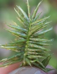 Image result for Cyperus luteus