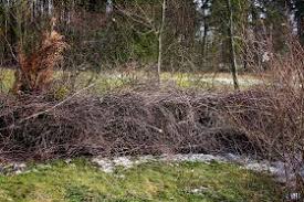 Benjes Hecke Totholz Benjeshecke Totholzhecke Garten Vogel Weidenzaun Anlegen Geholze Einheimisch Lebensraum Flechten Sch Naturgarten Garten Hecke