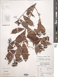 Image result for Rhabdophyllum welwitschii